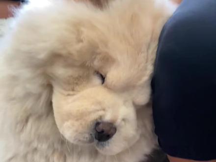 松狮犬,其实是源自我国的古老品种 #动物科普 #神奇动物在抖音