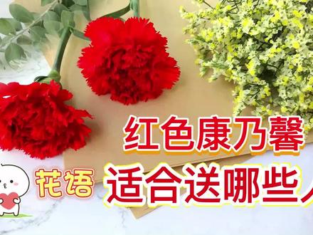 你知道红色康乃馨有多种花语意思吗?适合送给哪些人?一看就会 #康乃馨 #康乃馨花语 #康乃馨花 #花语
