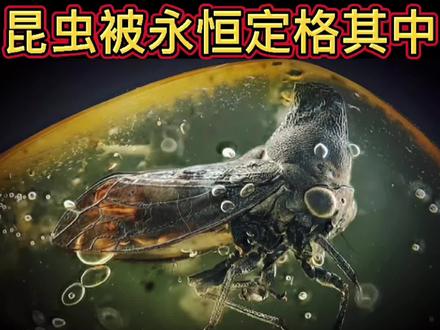 一分钟带你看懂琥珀蜜蜡的由来#科普 #生命科学 #美得很自然