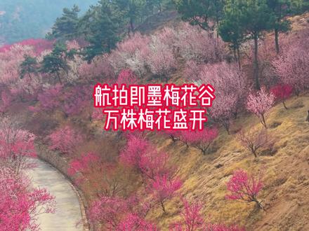 航拍即墨梅花谷 万株梅花开满山 美爆了但景点今年不开放