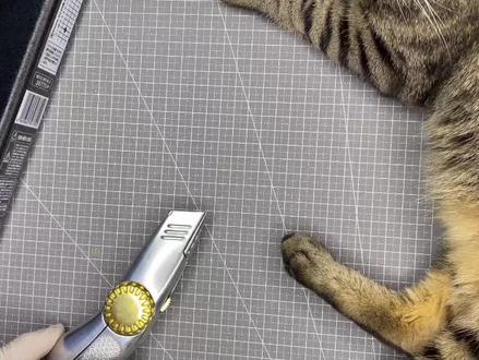 易替和老猫解剖“狮子吼”让你看看内部机密#狮子吼 #普天元 #普天元狮子吼