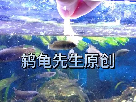 中国斗鱼长白毛怎么治?圆尾斗鱼国斗水霉病产生原因和防治方法