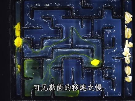 黏菌吃下去会威胁到你的健康吗