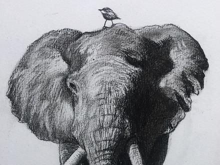 象象多可爱,可别伤害它!#大象 #保护野生动物 #画画@抖音小助手