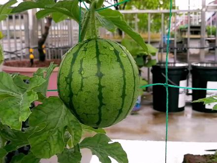 口口脆小西瓜正在一天天长大,麒麟瓜却不得不把坐住的瓜摘掉 #阳台种植 #口口脆西瓜 #麒麟瓜