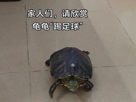 一个小番茄,乌龟步数1万😂#乌龟🐢 #巴西龟 #女生养龟