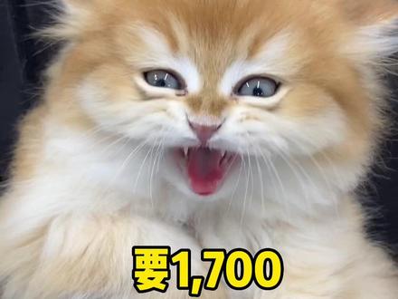 ip代表什么文化 8c933bd96415947545c6d20d60dab655~tplv-dy-resize-origshort-autoq-75:330.jpeg?x-expires=2002032000&x-signature=juDjUZad8fnq7AiHrBAYNx%2BdUpo%3D&from=3213915784&s=PackSourceEnum_AWEME_DETAIL&se=false&sc=cover&biz_tag=pcweb_cover&l=2023061400362299588C9D1EC9AC3FA2C2