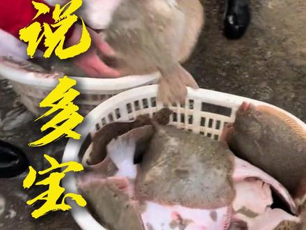 居然还有人不知道多宝鱼居然只能人工养殖,没有野生的 #知识科普 #多宝鱼 #海鲜 #大菱鲆 #比目鱼