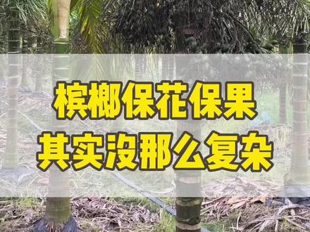 槟榔保花保果,其实没那么复杂。#农业 #农业技术推广 #病虫害防治 #三农
