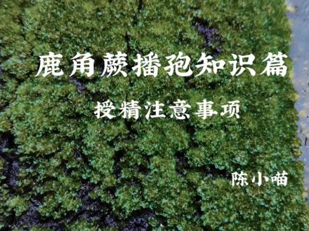 鹿角蕨播孢授精注意事项#鹿角蕨 #植物 #抖音自然植物 #养护小知识 #植物科普