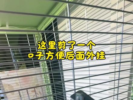 #鹦鹉 牡丹鹦鹉、自制鸟笼