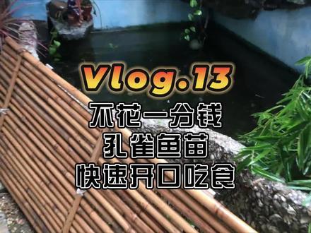 阳台养鱼Vlog13:不花一分钱,就让孔雀鱼苗快速开口,飞速成鱼了#孔雀鱼 #观赏鱼 #湛江吴川 #养鱼日记 #水族