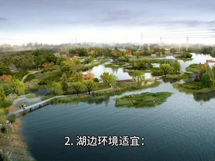 #上热门 #环境污染 八里湖摇蚊大爆发,其实就是湖边商业化太重,湖边水质受到破坏,腐烂的东西太多了,给摇蚊繁殖提供很好的环境,还有就是天敌少了,