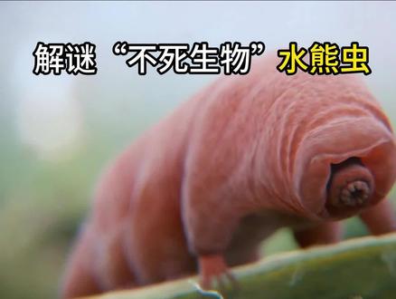 解谜“不死生物”,水熊虫#知识 #动物 #地球 #水熊虫