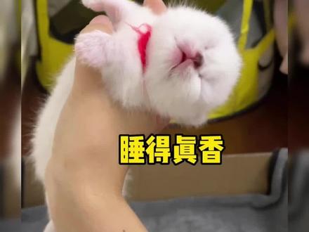 给你们看看怎么都叫不醒的小猫咪,萌死了。🤣
#可爱到爆炸💥 #猫咪 #萌宠 #记录猫咪日常 #抖in萌宠计划