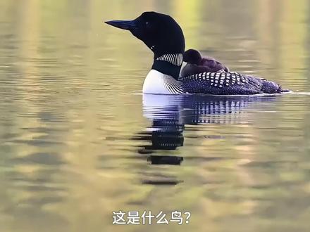 分享18种鸟的叫声 #鸟叫
#潜鸟的叫声
#科普