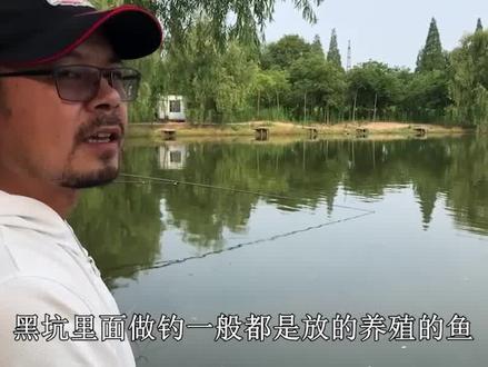 钓黑坑所谓的“正钓”和“偷驴”到底是什么意思,两者钓法上有什么讲究? #钓鱼人 #钓鱼 #钓鱼知识