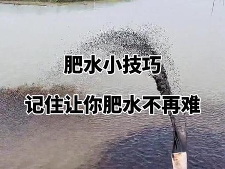 肥水小技巧记住让你肥水不再难#水产养殖 #鱼 #南美白对虾养殖 #螃蟹 #四大家鱼