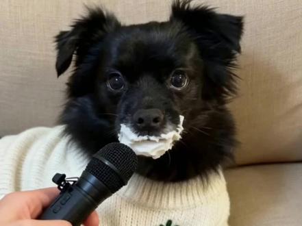 #ai #狗狗狗狗 是谁偷走了蛋糕!