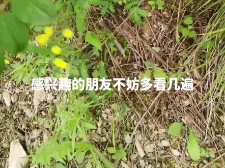 6月1日正是开始收购马桑叶#中草药 #农村生活 #三农 #你的家乡有这种植物吗