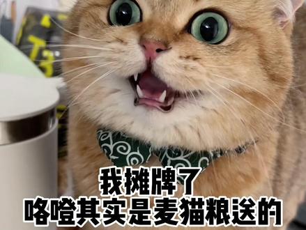 我们和咯噔的缘分是这么来的#我和我的猫