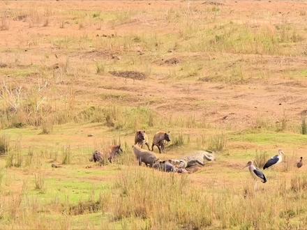 鬣狗硬干鳄鱼 鬣狗的“围猎兵法”:主打一个牵制消耗战。#鬣狗#鳄鱼 #非洲草原野生动物 #动物生存法则#动物科普