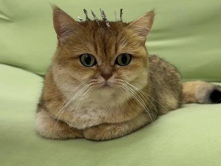 给小猫弄一个时兴的发型~#猫咪的迷惑行为 #我和我的猫