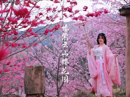 南靖紫云山樱花园全攻略:
一、花期时间与最佳观赏期
南靖紫云山樱花园以40多个品种、6万余株樱花闻名,花期从1月下旬持续至3月中旬,分为早樱(1-2月)和晚樱(2-3月)。2026年最佳观赏期为2月中旬至3月初,春节前后为盛花期,此时千亩樱海与云雾、梯田交织,宛如仙境。若想避开人流,建议清晨或傍晚前往,光线柔和且游客较少。
二、必打卡拍照点与隐藏机位
经典打卡点
樱花隧道:两侧樱花树交织成拱形长廊,低角度拍摄或无人机穿行可捕捉“花浪翻涌”的梦幻效果。
天空之境:玻璃观景台倒映樱花与云霞,对称构图下虚实交融,建议使用环绕模式航拍。
山顶观景台:俯瞰整片樱花林,粉白花海与梯田、土楼远景同框,人文与自然交融。
隐藏机位
后山环山路:少有人知的摄影点,梯田线条与樱花林形成色彩渐变,适合拍摄“山谷里的风”主题大片。
怪石林:嶙峋巨石与柔美樱花对比强烈,无人机俯冲视角可捕捉刚柔并济的画面。
云雾天拍摄:阴雨天雾气缭绕时,樱花若隐若现,动漫感十足,需注意保暖。
三、交通指南
自驾:导航至“南靖紫云山生态园”,漳州/厦门出发约2小时车程。两条路线可选:
省道318:避开土楼景区收费口(节省90元过路费)。
经土楼景区:顺路游览裕昌楼等景点,停车后沿标志牌步行2.5公里入园。
公共交通:漳州或南靖县城乘大巴至土楼景区,再拼车前往(约20元/人)。
四、旅拍服务推荐
无人机航拍:紫云山被誉为“航拍天堂”,可预约当地摄影师提供“一镜到底”樱花全景、穿梭花林等创意镜头(参考价200-500元/组)。
汉服古风拍摄:景区提供“樱花+土楼”主题旅拍套餐(含服装、化妆,约300元/小时)。
五、实用贴士
门票:2026年门市价20元/人,景区旅拍可以返门票!
穿搭:浅色系服装更出片,山区温差大需备防风外套。
文明赏花:勿摇树、摘花,保护花期。
周边联动:可组合游览南靖土楼(车程10分钟)、紫云寺朝拜(三进院落古寺),或体验高山茶园品茗。#旅行推荐官 #视频号带你赏花 #紫云山樱花园#樱花#福建樱花打卡圣地
