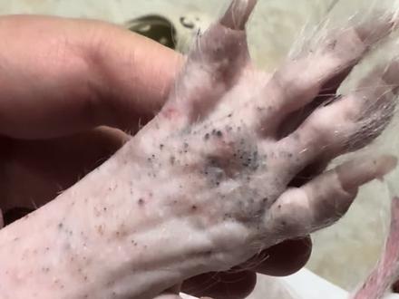 有支架的长视频来啦!无剪辑,博主不会。#谁知道这是什么 #一般人不告诉他 #冠毛犬 #去黑头