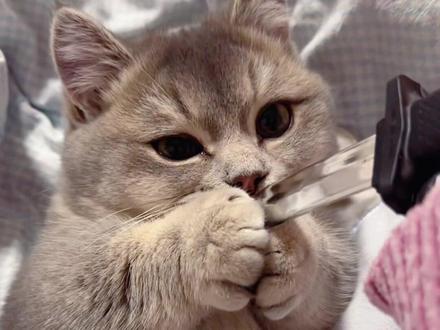 当猫猫遇到伸缩小刀~ #可可爱爱小猫咪 #猫咪出道计划 #萌宠出道计划 #伸缩刀戳猫