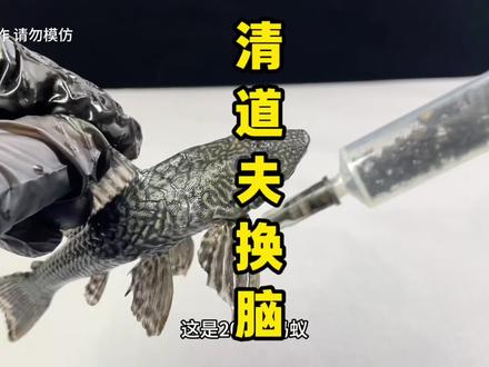 把清道夫的豆腐脑换成蚂蚁,会发生什么?#清道夫 #清道夫奇葩试验 #蚂蚁 #趣味实验 #涨知识