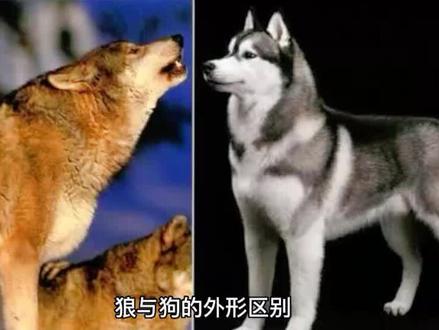 你知道狼与狗的区别吗?#萌知计划 @抖音青少年 #科普 #涨知识 #冷知识