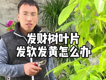 #发财树 #发财树养护 #发财树烂根 #家庭绿植 #家庭养花 发财树叶片发软发黄应该如何处理呢?