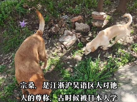 宗桑的由来和典故。