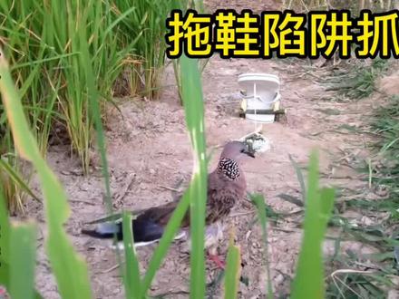 越南小哥用拖鞋陷阱抓斑鸠,真是脑洞大开#国外狩猎 #捕猎 #狩猎
