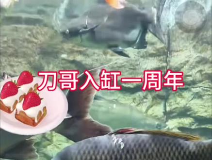 刀疤鲤入缸一周年,身上掉了几块鳞片是什么含义呢?#刀疤鲤 #刀哥去缸一周年 #暖心阿哲
