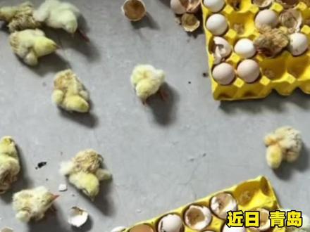 近日,因高温天气,青岛姜女士外出几天回家发现买的鸡蛋孵出很多小鸡