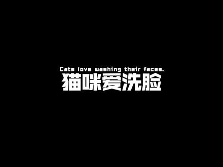 #猫咪的迷惑行为 你知道猫咪为什么爱洗脸吗?@DOU+小助手 @抖音小助手