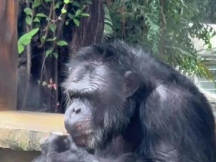“丢那猩”又被拍到抽烟 南宁动物园:从小在领养家庭学会抽烟 #南宁动物园 #丢那猩 #广西