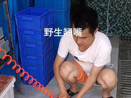 十三斤的野生翘嘴,价值千元