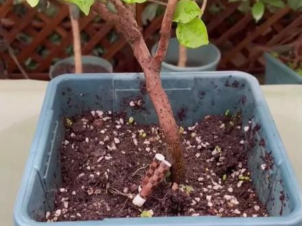 吸完的烟头千万不要再扔了,跟我这样做养花不用再买肥料了#实用小妙招 #种植小技巧 #养花小知识