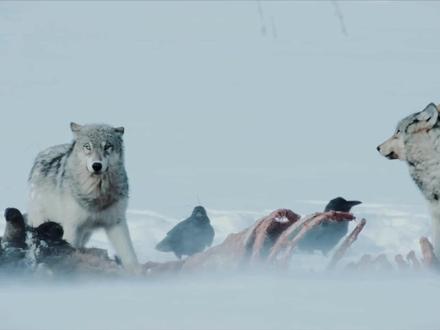 【掠夺者归来】第一集,孤胆黑狼求生记#神奇动物在抖音 #野生动物零距离 #狼 #黄石公园 #纪录片