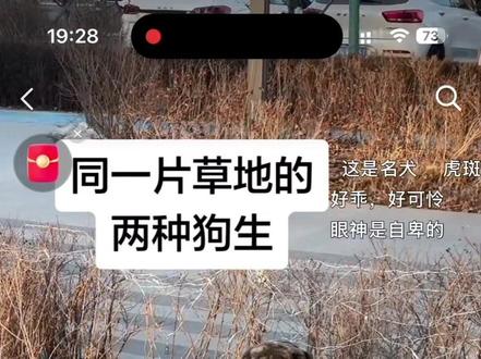 落魄小狗的后续
后续就是有几位好心人询问她的情况,想要领养她。
我用今天一天的时间找到了她和她的宝宝,还给她喂了吃的和水。
后面的计划是先投喂,等她断奶后领她去绝育。如果绝育后还是没有合适的领养人就只能放回我们小区,我负责继续投喂。
最后我想说,养宠物请多多思考,决定后请不要弃养。也请不要在评论区发一些道德绑架的风凉话,多为自己积德🙏#虎斑犬 #关爱流浪猫 #关爱流浪动物 #狗 #流浪狗