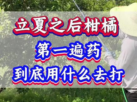 5月柑橘不打药,立夏之后病虫闹 #柑橘种植 #柑橘种植技术 #种柑橘 #柑橘病虫害 #柑橘管理