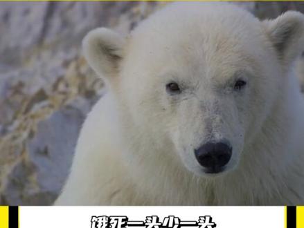 北极熊为什么濒危?以至于法律规定不能喂养? #北极熊 #动物 #濒危物种