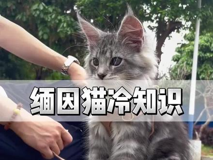 缅因猫冷知识#猫咪 #缅因猫