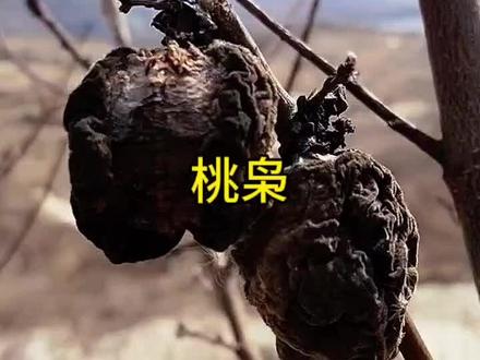 #桃枭 ,你那里是怎么流传桃枭的