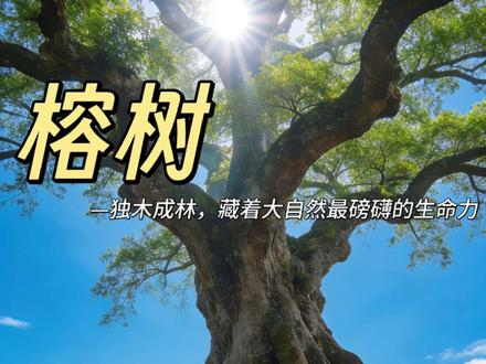 每天认识一种植物-《榕树》 :家人们!他是偷偷装了“生发剂”吧?枝繁叶茂到没朋友!!
#榕树 #科普 #独木成林 #榕树下 #华南植物园