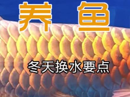 冬天养鱼方法(2)困水的正确方法,养鱼先养水#养鱼达人 #龙鱼 #热带鱼