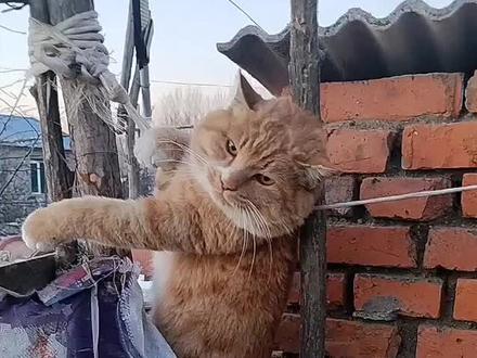 问他是猫是山狸子,他说他是猫,😀😀